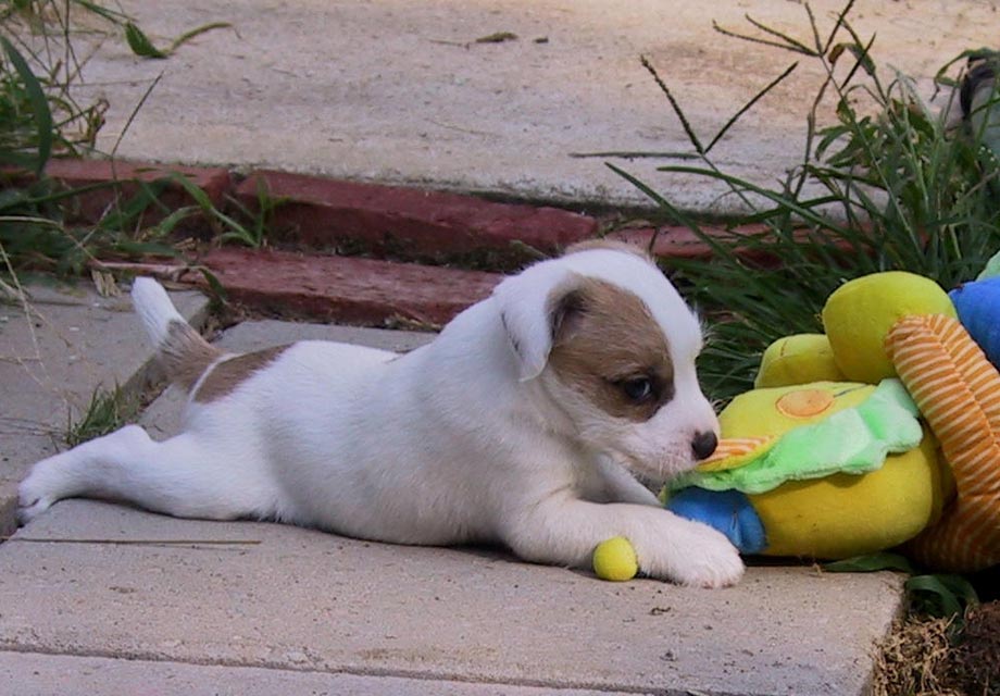 Parson russell terrier for sale sales near me