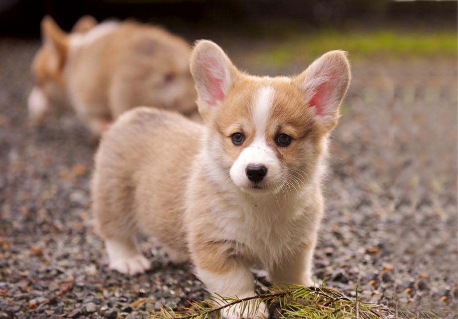 Welsh Corgi Puppies