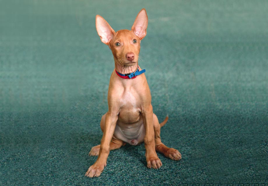 egyptian pharaoh hound