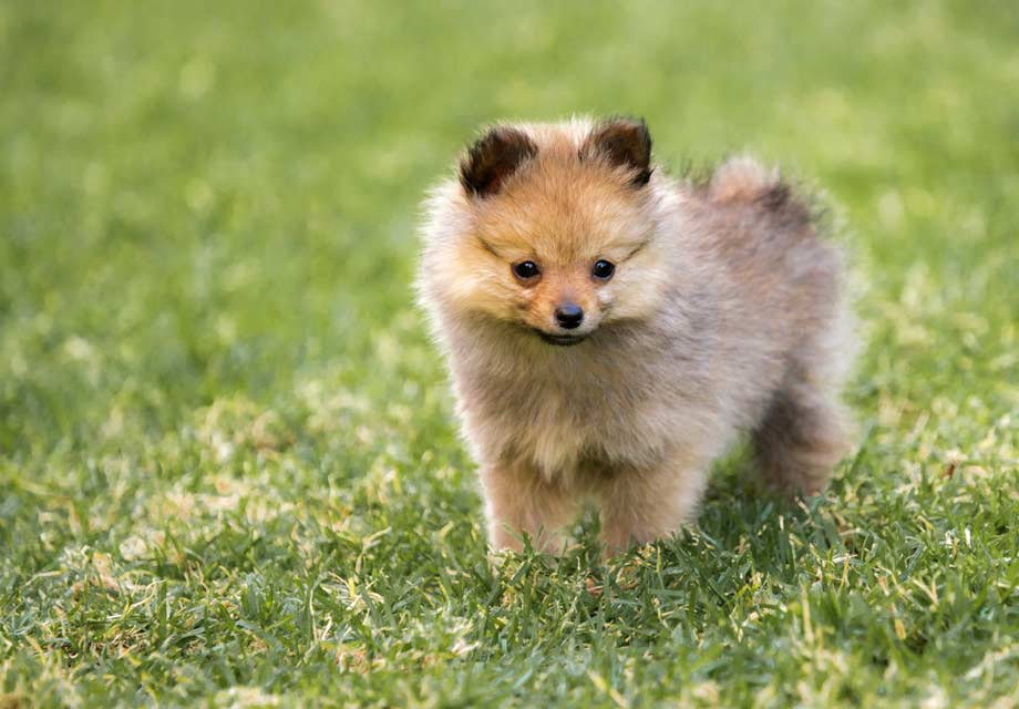 Pomeranian SERP 