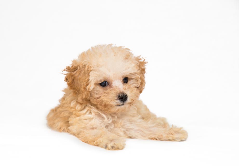 Miniature toy poodle 2024 for sale near me