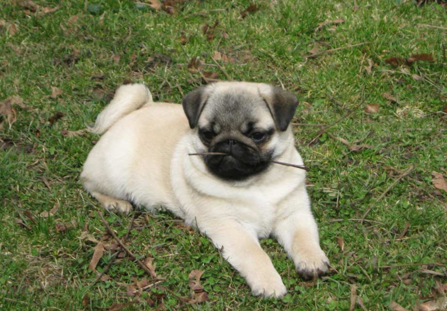 Pug Puppies For Sale - AKC PuppyFinder