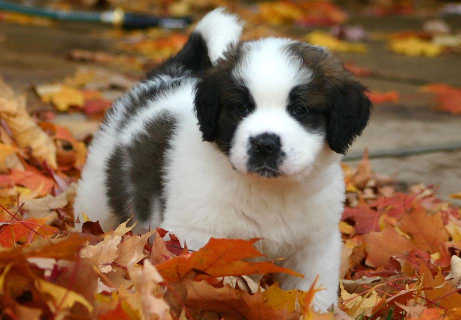 st bernard breeders near me