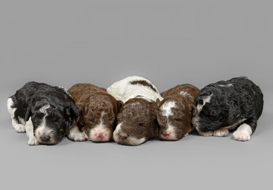 Spanish water dogs for sale sales near me