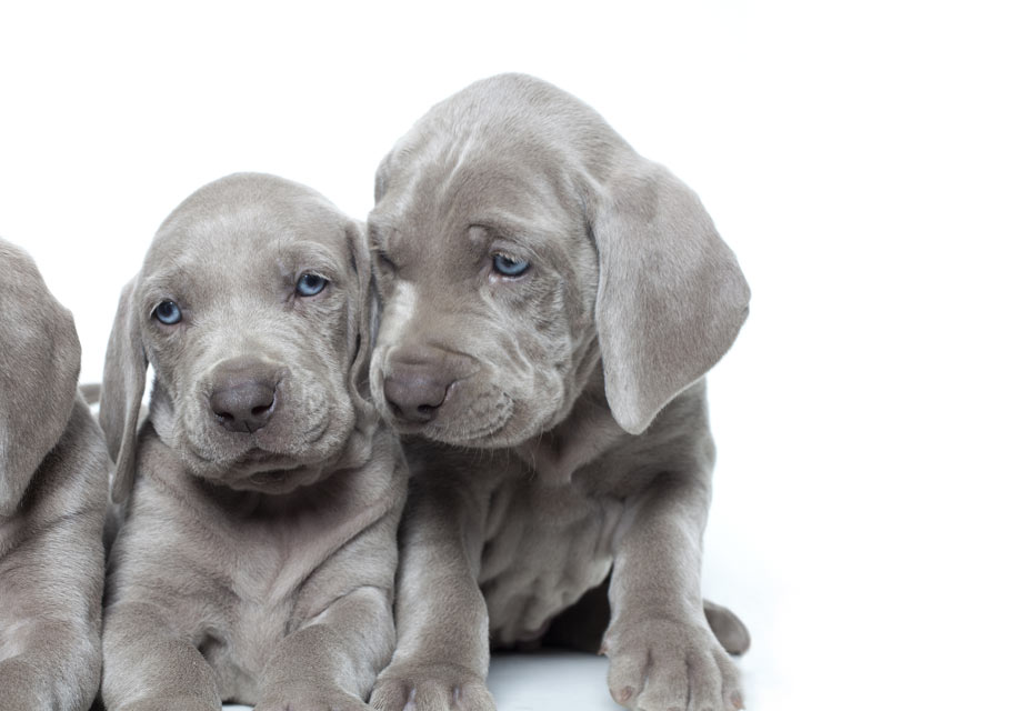 baby weimaraner puppies