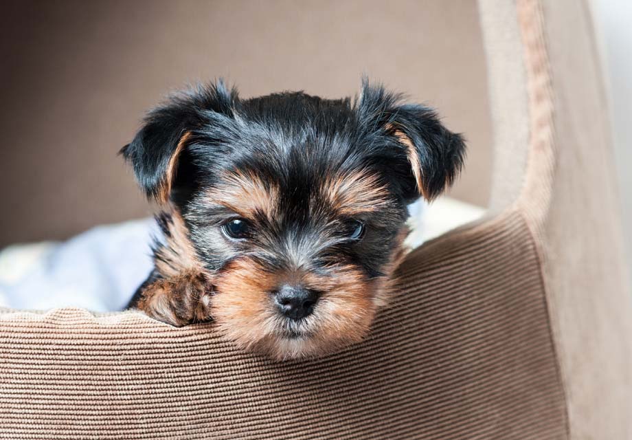 Yorkshire Terrier (Yorkie) Puppies For 