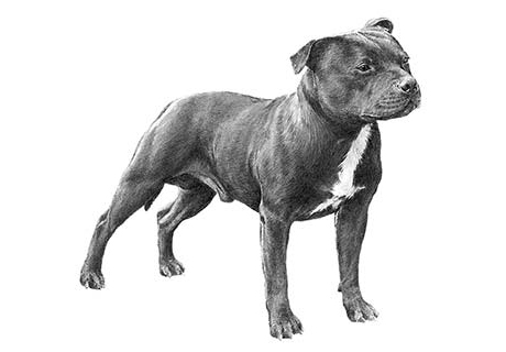 American staffordshire bull terrier 2024 price