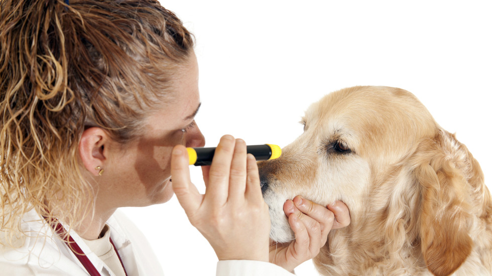 Dog Eye Infections: Symptoms, Causes & Treatment – American Kennel Club