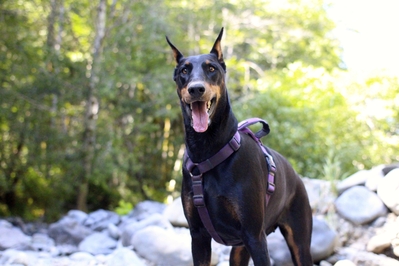 Image result for doberman swim