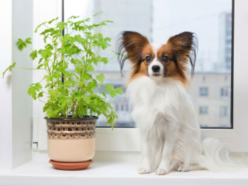 harmful plants for pets