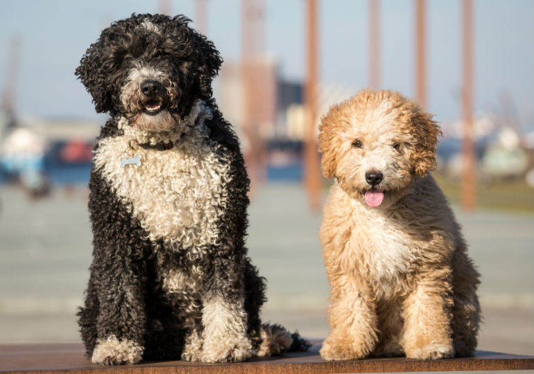 Italian Water Dog