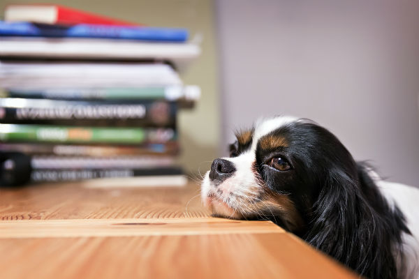 Puppy Proofing Tips For Your Home And Yard American Kennel Club Cav King Inside