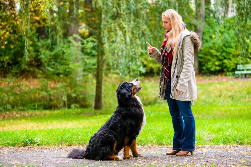 lady training her black dog