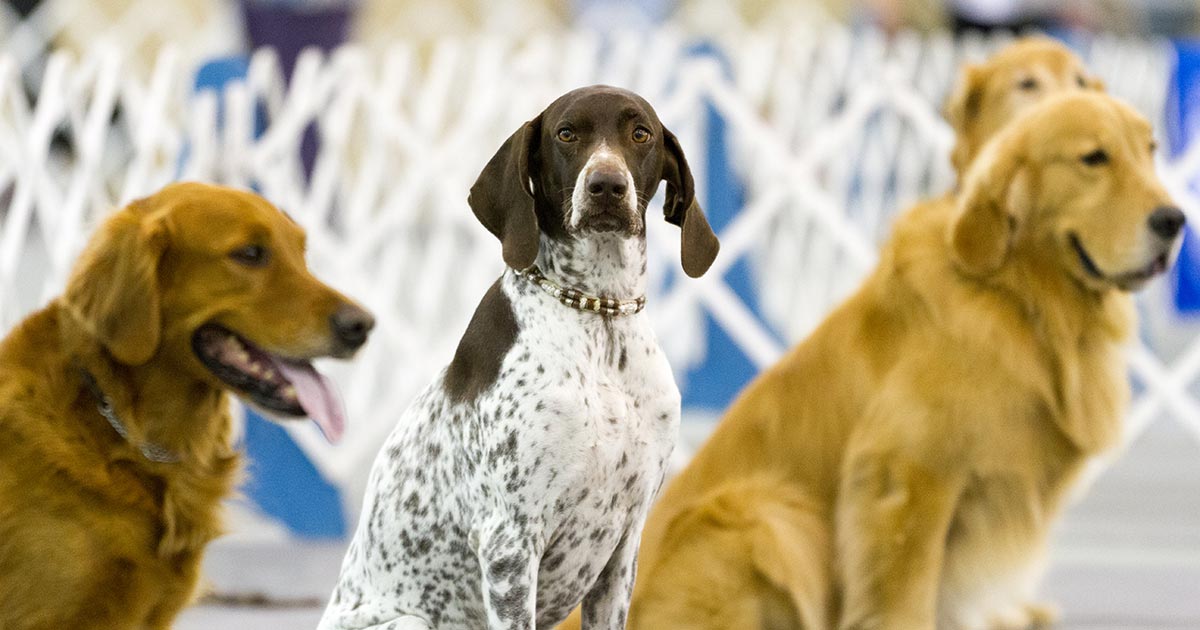 Akc Rally Obedience Rules