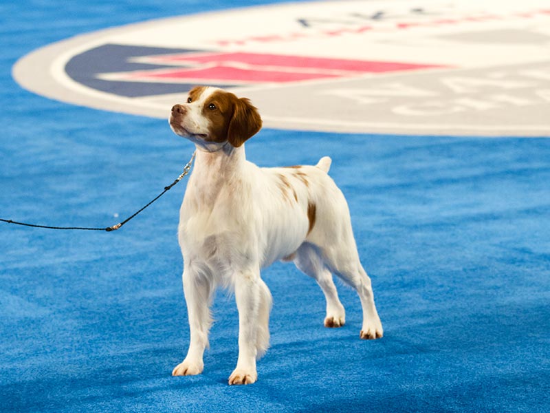 Why You Need to See Conformation at the 2017 AKC National Championship ...
