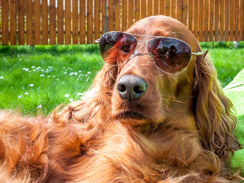 dog with sunglasses