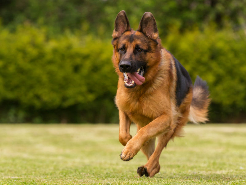 gsd bred to do header