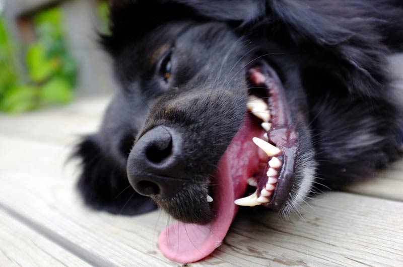 5 Tips for Keeping Your Dog's Teeth Clean – American ... dental oral diagram 