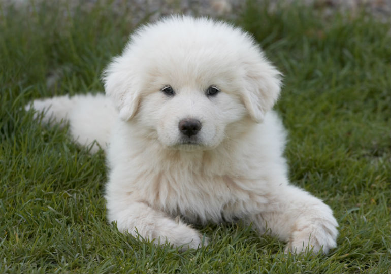 Great Pyrenees Dog Breeds | atelier-yuwa.ciao.jp