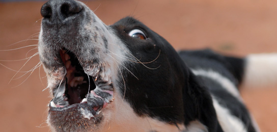 excessive-barking.jpg