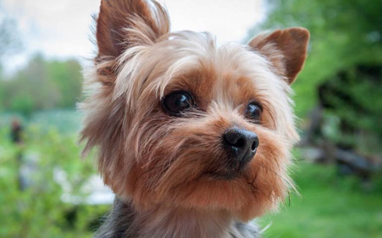 how can you tell if your yorkie is mixed